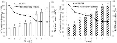 Physiological Response of Soybean Plants to Water Deficit